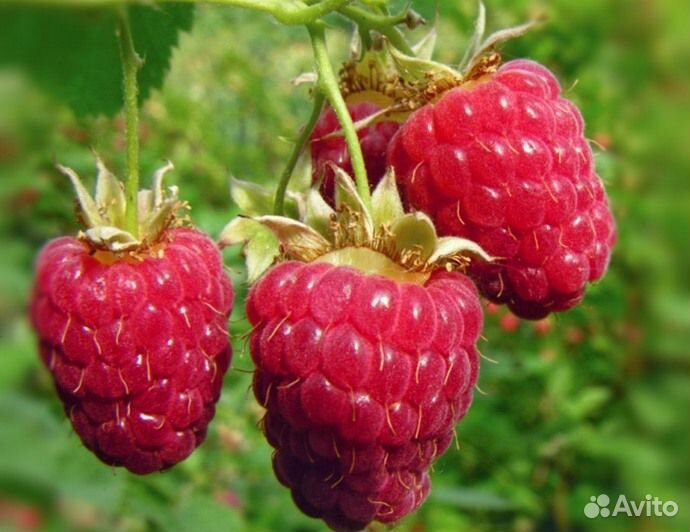 Малина: 3 сорта