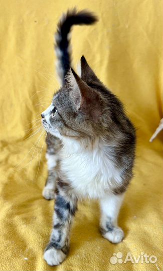 Кошка-подросток в добрые руки