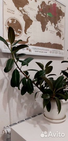Фикус Мелани в горшке