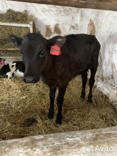 Бычки и телята