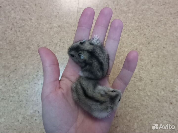 Джунгарский хомяк