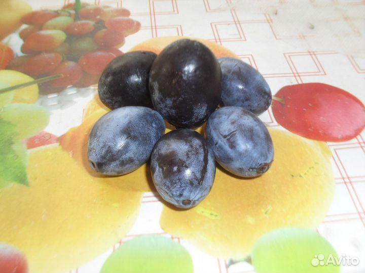 Чернослив - саженец