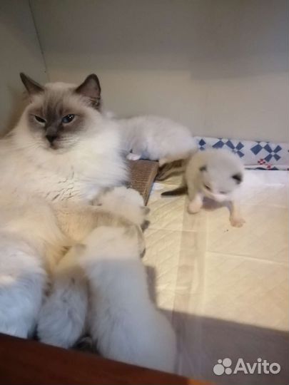 Новые котята рэгдолл из домашнего питомника