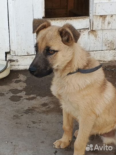 Отдам в добрые руки