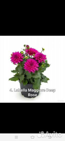 Георгины вегитативные