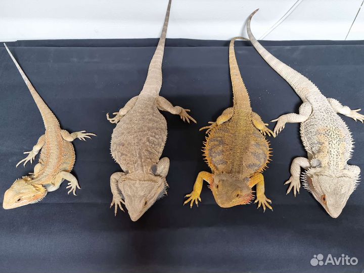 Бородатая агама