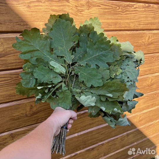 Дубовые веники для бани