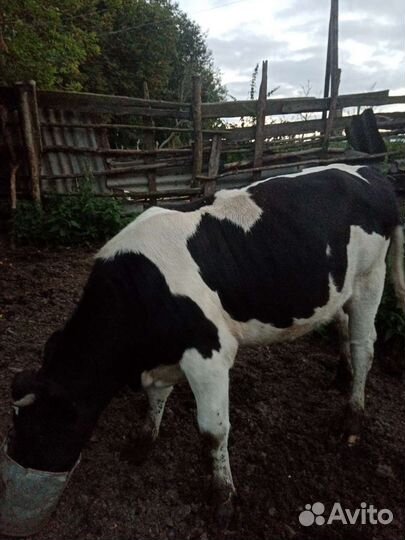 Телка 1.5 года. Телочка 2 месяца