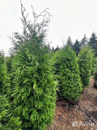 Туя Брабант