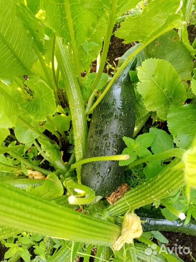 Кабачки цукини