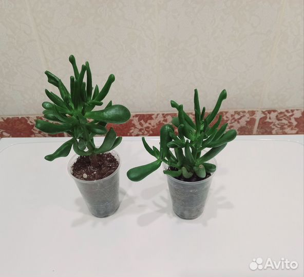 Крассула хоббит