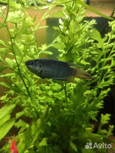 Валиснерия, папоротник, макроподы