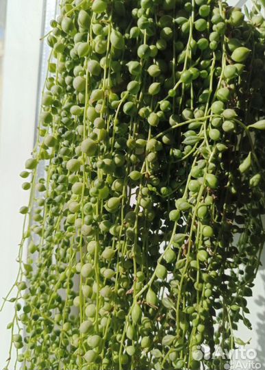 Крестовник роули