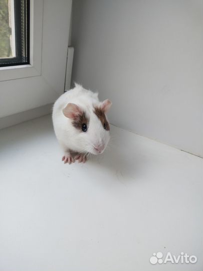 Морская свинка мальчик 2,5 мес