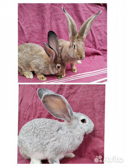 Кролики и голуби