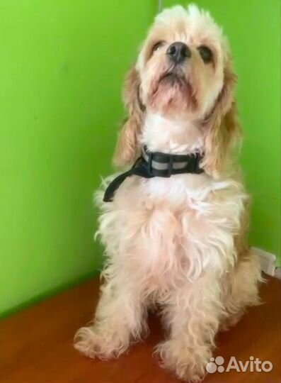 Кокер спаниель