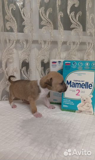 Щенки стаффорда