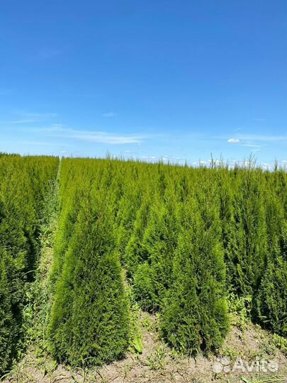 Туя Смарагд