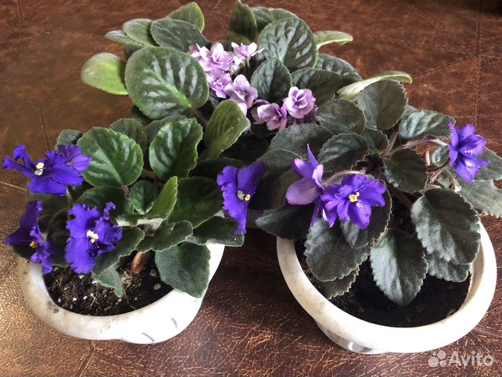 Фиалка цветущая