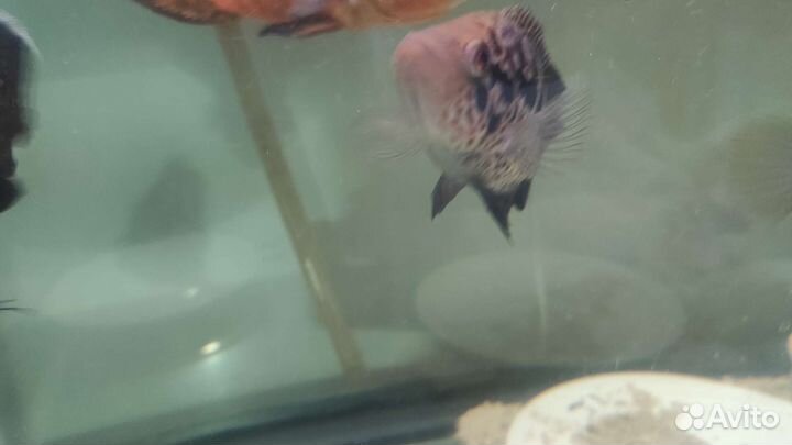 Астронотусы, манагуанская цихлазома