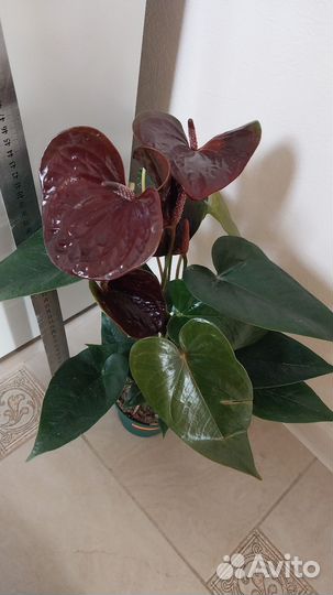 Комнатные цветы,антуриумы цветущие