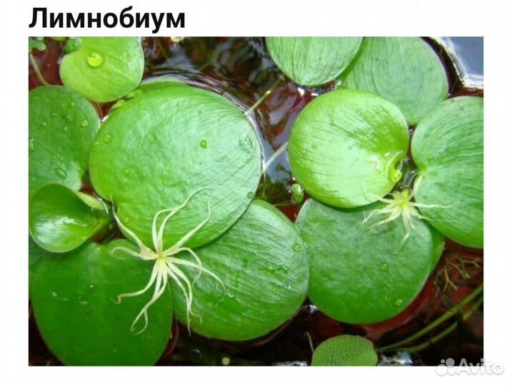 Аквариумное растение