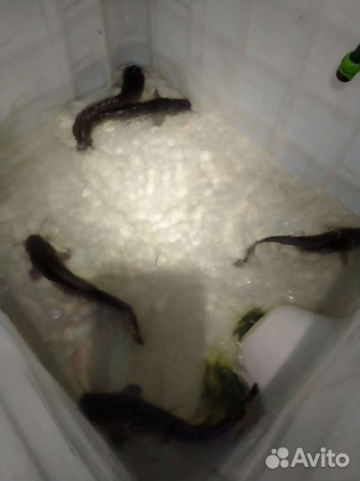 Кармут для пруда