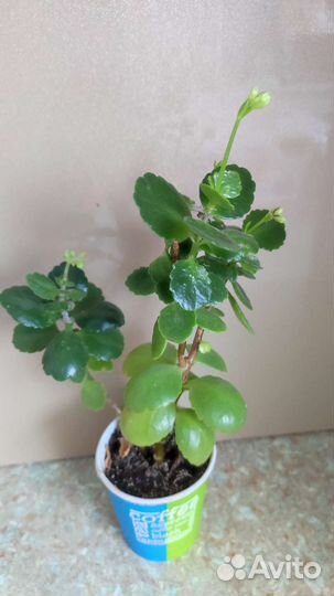 Сортовые фиалки