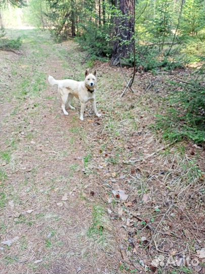 Хаски/алабай