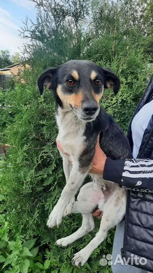 Собака в добрые руки