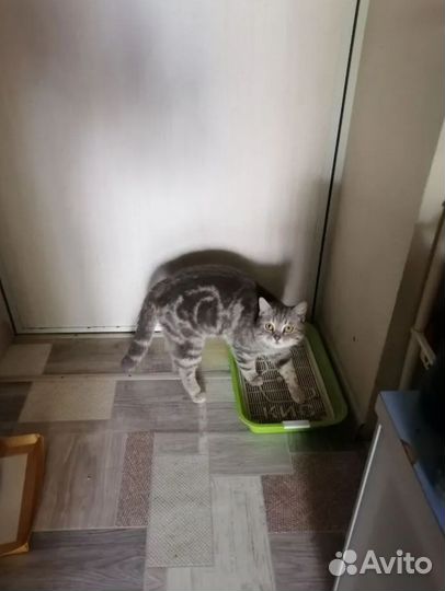 Котик ищет дом
