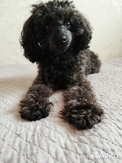 Вязка собак