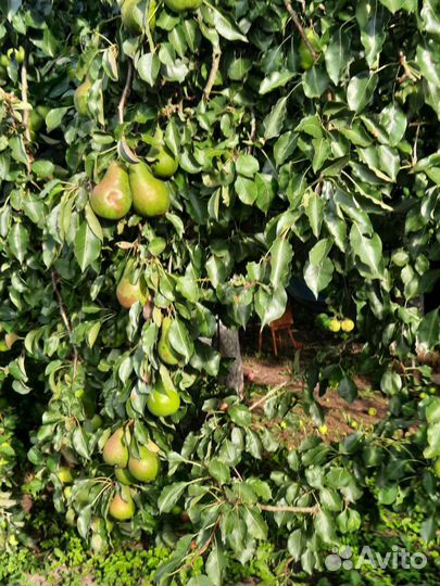 Яблоки и груши