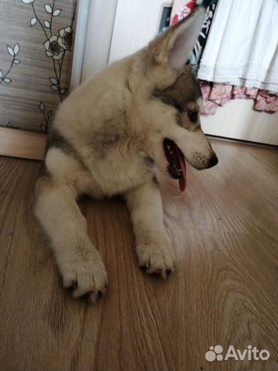 Щенок помесь с хаски девочка