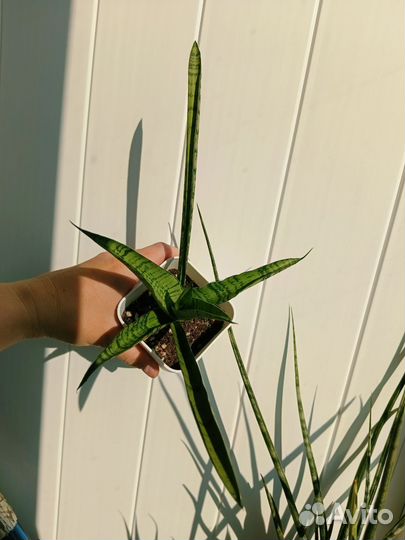 Сансевиерия Габриэла