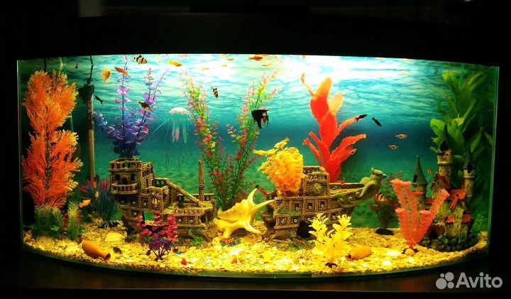 Аквариумы, оборудование, декорации, рыбки