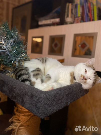 Котик ищет дом
