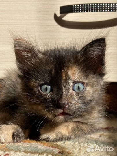 Трехцветный котенок