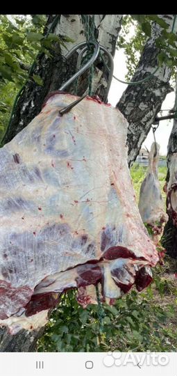 Халал баранина курдючная с юга