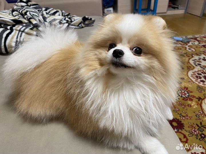 Вязка шпиц померанский