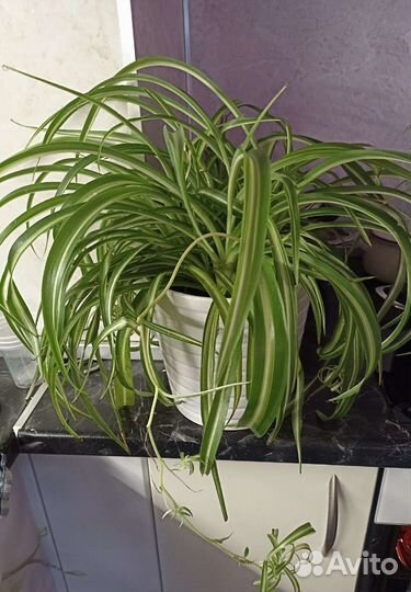 Хлорофитум хохлатый. Нефролепис.Сциндапсус