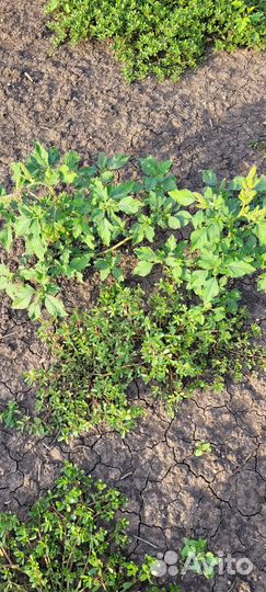 Железнодорожный гербицид