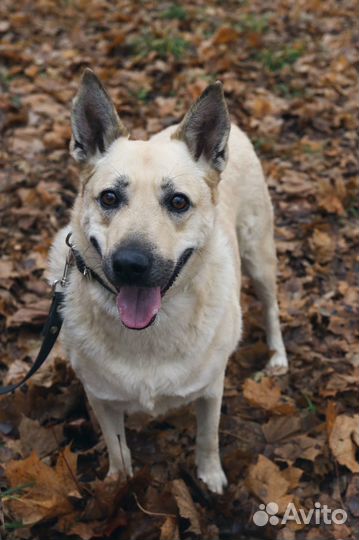 Собачка в добрые руки