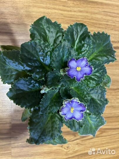Фиалки сенполии сортовые
