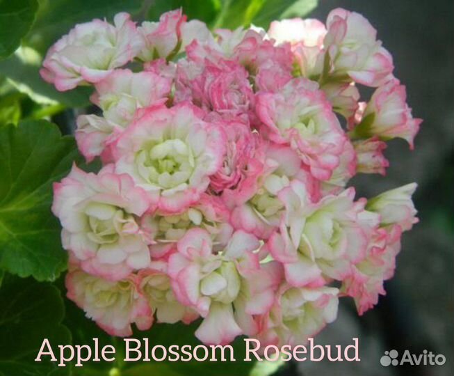 Пеларгония (герань) сортовая срезы 2