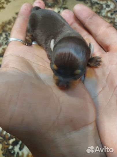 Мини той-терьер вязка