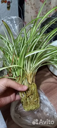 Отростки хлорофитума и не только