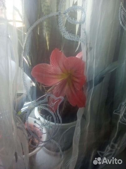 Гиперастриум розовый