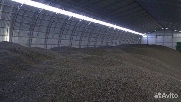 Подсолнечник