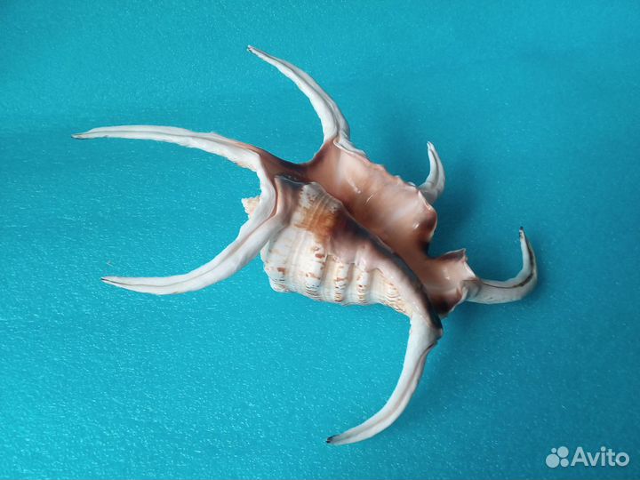 Ракушка Lambis chiragra Шри-Ланка 245 мм